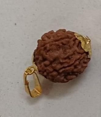 7 Mukhi Nepali Rudraksha